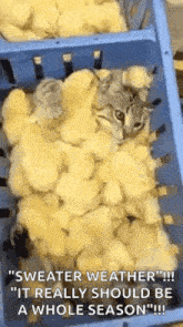 Chicken Nuggets GIF - Chicken Nuggets Chicks GIFs