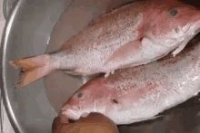 Dont Cook Me Red Snapper GIF - Dont Cook Me Red Snapper Fish GIFs