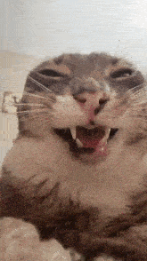 a close up of a cat yawning with its mouth open