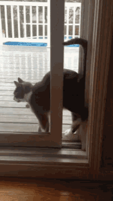 Cat Squeeze GIF