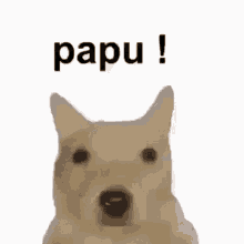 Papu GIF - Papu GIFs