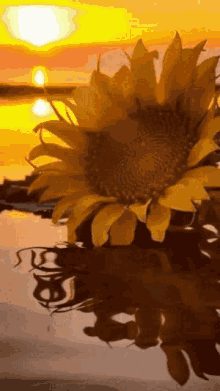 Sunflower Flowers GIF - Sunflower Flowers GIFs