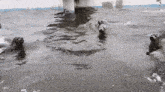 a group of seals are swimming in a pool with a bucket in the background