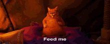 feed pet