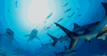 Aquaman Sharks GIF - Aquaman Sharks GIFs