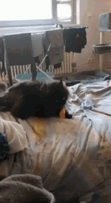 a black cat is laying on a bed with clothes hanging on a clothesline .