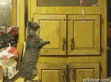 Funny Animals Pets GIF - Funny Animals Pets Cats GIFs