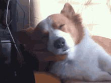 Nice Dog Awake GIF