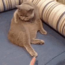 Cat Sass GIF - Cat Sass Dont Touch Me GIFs