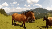 Animals Horse GIF - Animals Horse Bite GIFs