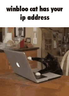 Winbloo Cat Ip Address GIF - Winbloo Cat Ip Address Discord GIFs