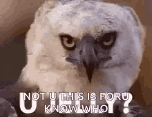Keanu Owl GIF