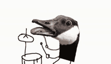 Drum Snare Goose Ba Dum Tss GIF - Drum Snare Goose Drum Snare Goose GIFs