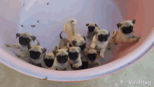 Puppies Pugs GIF - Puppies Pugs Bucket GIFs