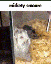 Mouse Funny GIF - Mouse Funny Mickety GIFs