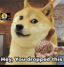 Domgie Dog Memes GIF - Domgie Dog Memes Doggie GIFs