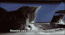 a cat is looking at its reflection in a dell laptop screen