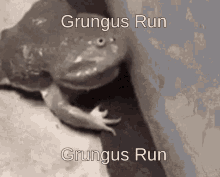 grungus froge frog toad run