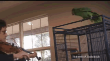 Parrot Hates The Titanic GIF - Parrot Hate Music GIFs