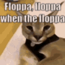 floppa flopa caracal caracal cat cat