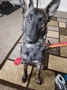 Puppy Confused GIF - Puppy Confused Cool GIFs