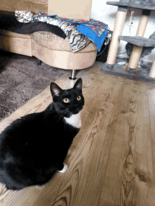 Yes Cat GIF - Yes Cat Staring GIFs