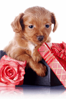 a brown puppy is sitting in a box next to a rose and a gift box