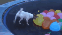 水風船 犬　ワンチャン GIF - Water Balloon Dog Trampoline GIFs