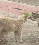 two cats standing next to each other on the sidewalk