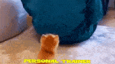 a cat is crawling on a person 's stomach with the words personal trainer above it