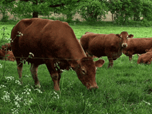 Vache Animaux GIF - Vache Animaux Bonne Journée Gif GIFs