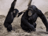two chimpanzees are playing with each other and one is scratching the other 's head