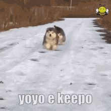 yoyo keepo hvh dog cute run schizo