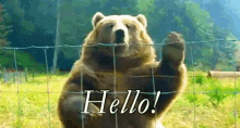 bear hello wave hi fence