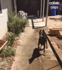 Dog Catching Water Dog GIF - Dog Catching Water Dog Water GIFs