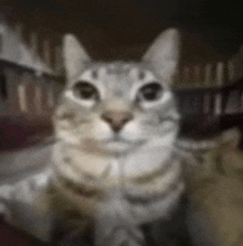 Kedy My Honest Reaction GIF - Kedy My Honest Reaction Cat GIFs