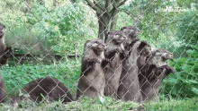 The Otter Guys Otters GIF