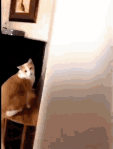 Cat Table GIF - Cat Table Falling GIFs