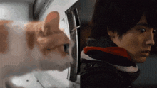 a cat is looking at a man in a striped scarf