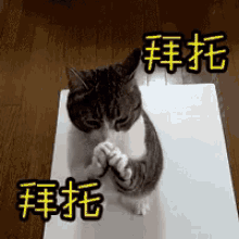 拜托 GIF - Please Cat Kitten GIFs