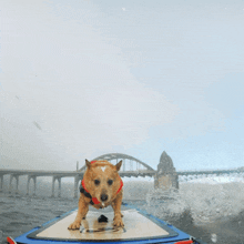 Paddleboarddog Paddle Board Dog GIF - Paddleboarddog Paddle Board Dog Dog On Paddleboard GIFs