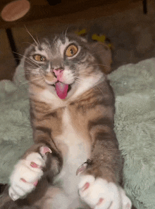 a cat sticking its tongue out while laying on a blanket