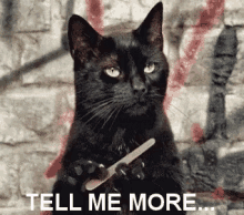 Cat Love Tell Me More GIF