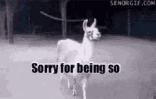 Llama Sorry For Being So Fabulous GIF