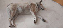 a dog is laying on its back on a tile floor
