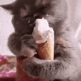 a cat is eating a cone of ice cream with whipped cream on it .