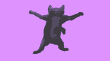 Cyfrin Cat Dance GIF - Cyfrin Cat Dance Cat GIFs