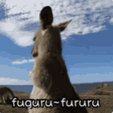 Fuguru GIF - Fuguru GIFs