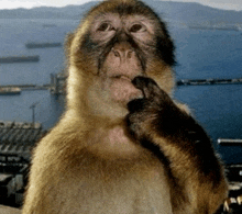 a close up of a monkey 's face with the water in the background