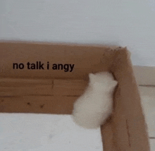 a white kitten is sitting in a cardboard box with the words `` no talk i angy '' on it .